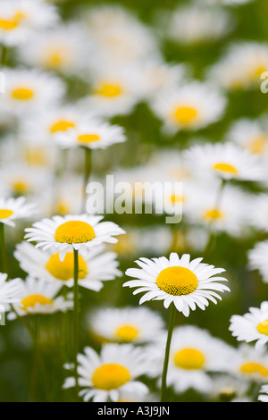Oxeye Gänseblümchen Stockfoto