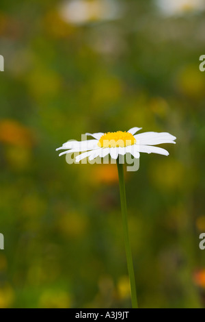 Oxeye Daisy Stockfoto