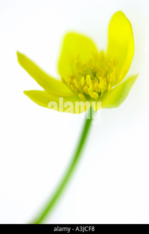 Caltha Palustris Sumpfdotterblumen Marsh Marigold Stockfoto