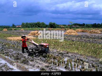 lokaler Mann pflügt ein Reisfeld mit einem primitiven Traktor in der Nähe von Madiun Ost-Java-Indonesien Stockfoto