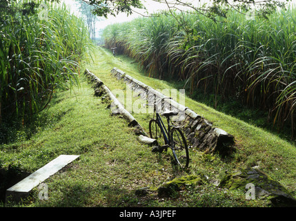 Bereich Arbeitnehmer Fahrrad links in Spur führt zu Reisfeldern am frühen Morgen in der Nähe von Madiun Ost-Java Indonesien Stockfoto