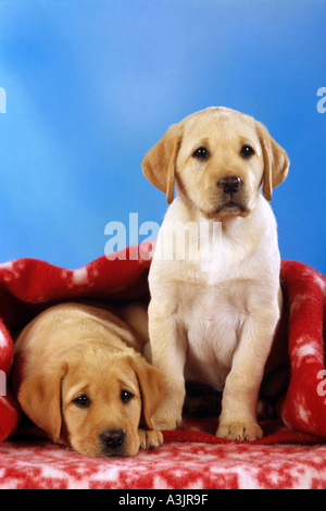 zwei Labrador Retriever Hunde - Welpen mit Deckel Stockfoto