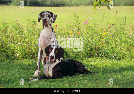 zwei Deutsche Doggen auf Wiese Stockfoto