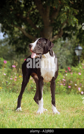 Deutsche Dogge - stehend auf Wiese Stockfoto