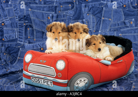 drei Collie Hundewelpen in Spielzeugauto Stockfoto