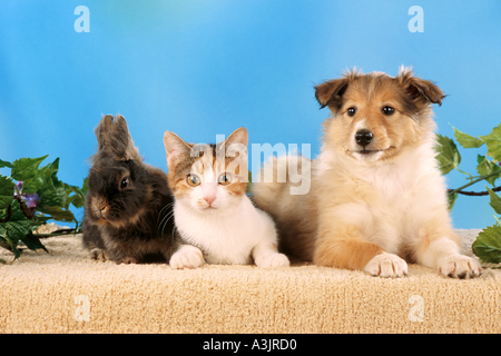 Animla Freundschaft : Collie, Katze und Rabbi. Hündchen, Kätzchen und Häschen sitzen nebeneinander Stockfoto