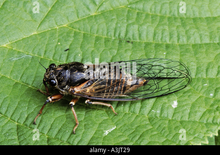 New Forest Cicada (Cicadetta montana) auf einem Blatt Stockfoto