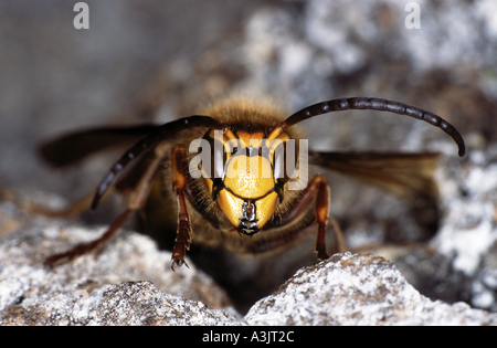 Europäische Hornisse / Vespa Crabro Stockfoto