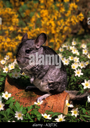 Chinchilla - sitzen auf Holz Stockfoto