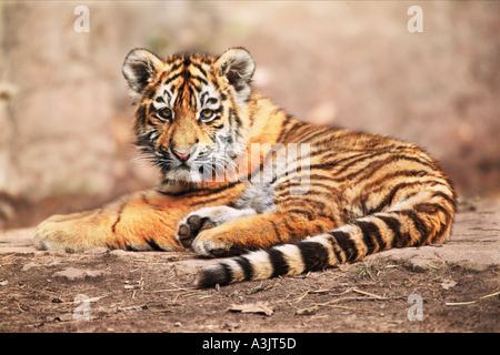 Sibirischer Tiger (Panthera Tigris Altaica). Cub liegend Stockfoto