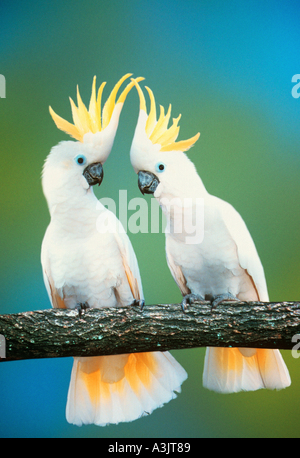 Schwefel-Crested Cockatoo (Cacatua galerita Triton). Paar thront auf einem Zweig, Australien Stockfoto
