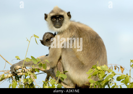 Getuftete grau Languren Affen (Semnopithecus Priam) und Baby-sitting auf einem Busch am Bundala Nationalpark, Sri Lanka Stockfoto