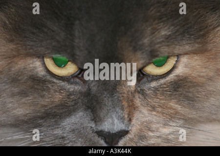 Persische Katze böse Augen Stockfoto