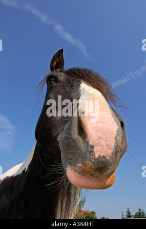 Irish Tinker Pony Stockfoto