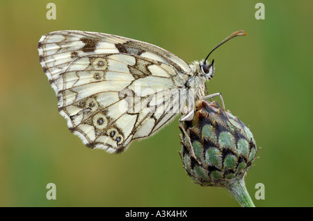 Marmorierte weißer Schmetterling Stockfoto