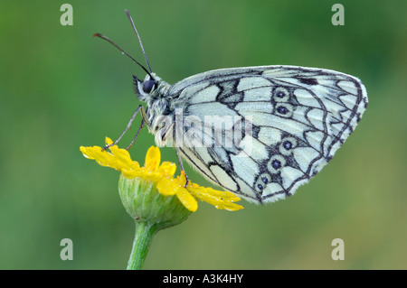 Marmorierte weißer Schmetterling Stockfoto