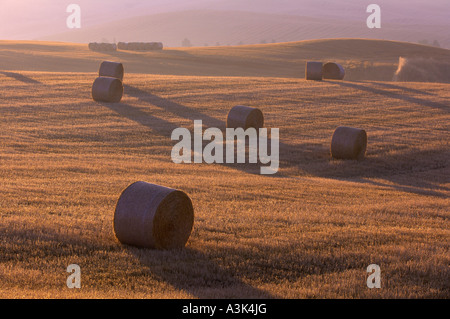 Heuballen im Feld, Toskana, Italien Stockfoto
