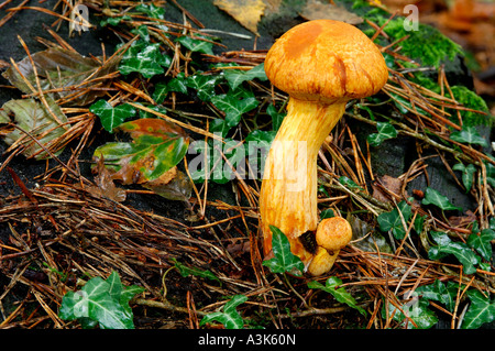 Unbekannte Spezies der braune Pilze wachsen auf einem Waldboden Stockfoto