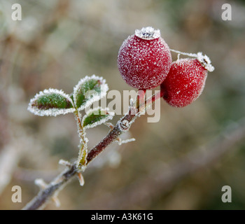 Rote Beeren an einem frostigen Wintermorgen Stockfoto