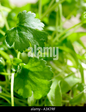 Nahaufnahme eines Blattes Koriander mit anderen unscharf im Hintergrund Stockfoto