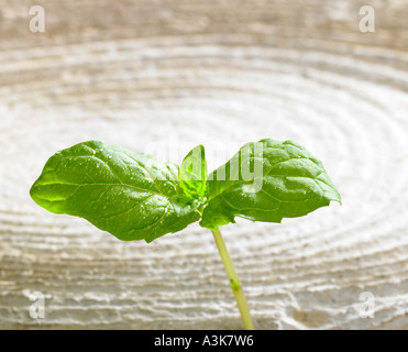 Eine enge, von einem Zweig frische Nass Minze auf einem strukturierten Hintergrund aus Holz Stockfoto