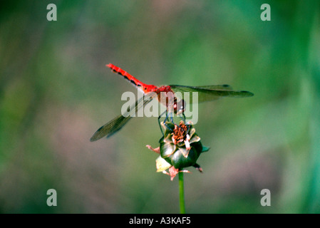 Ruby Meadowhawk Libelle Stockfoto