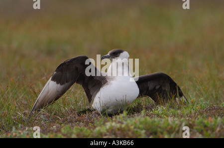 Blasse Phase Arctic Skua Stercorarius Parasiticus Ablenkung display Stockfoto
