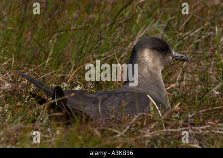 Zwischenphase Arctic Skua Grübeln Stockfoto