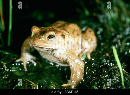 Kröte Migration, gemeinsamen Tod (Bufo Bufo), Europäische Kröte Portrait Stockfoto