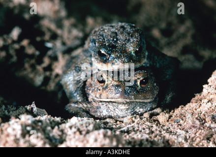 Kröte Migration, gemeinsamen Tod (Bufo Bufo), Europäische Kröte Porträt eines Paares Stockfoto