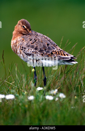 Machen Sie eine Pause: Uferschnepfe (Limosa Limosa) ruhen, schlafen, Oost, Texel, Niederlande Stockfoto