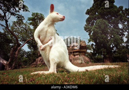 Ein seltener Albino-Wallaby am Leonardslee in der Nähe von Horsham West Sussex wo Wallabys seit 1889 gehalten haben und jetzt insgesamt über 30. Stockfoto