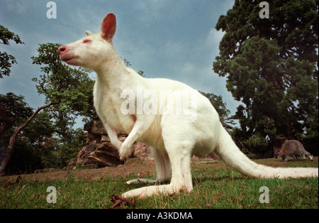 Ein seltener Albino-Wallaby am Leonardslee in der Nähe von Horsham West Sussex wo Wallabys seit 1889 gehalten haben und jetzt insgesamt über 30. Stockfoto