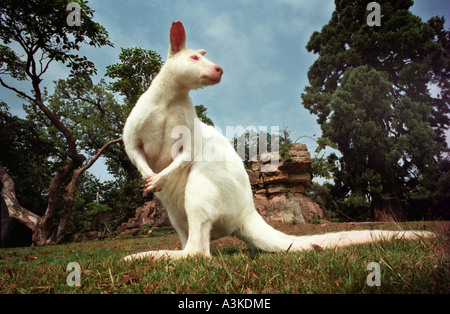 Ein seltener Albino-Wallaby am Leonardslee in der Nähe von Horsham West Sussex wo Wallabys seit 1889 gehalten haben und jetzt insgesamt über 30. Stockfoto