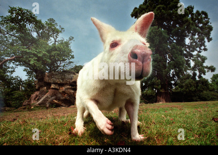 Ein seltener Albino-Wallaby am Leonardslee in der Nähe von Horsham West Sussex wo Wallabys seit 1889 gehalten haben und jetzt insgesamt über 30. Stockfoto