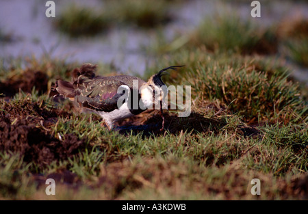 Nördlichen Kiebitz (Vanellus Vanellus), Erwachsenen Vogel fangen Wurm in Grönland Nassbereichen, Ellewick, Münsterland Stockfoto