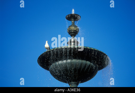 Einzelne Möwe gehockt Victoria Brunnen Victoria Park Grand Parade Brighton East Sussex England GB UK EU Europa Stockfoto