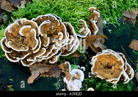 Fungis auf umgestürzten Baum, Münsterland, Nordrein-Westfalen, Deutschland || Stockfoto