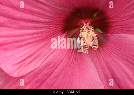Nahaufnahme von der Mitte von einem hellen lila Hibiskusblüte Stockfoto