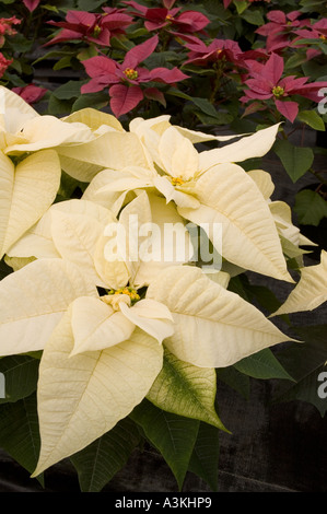 Nahaufnahme einer weißen Weihnachtsstern Pflanze mit lila Weihnachtsstern Pflanzen im Hintergrund Stockfoto