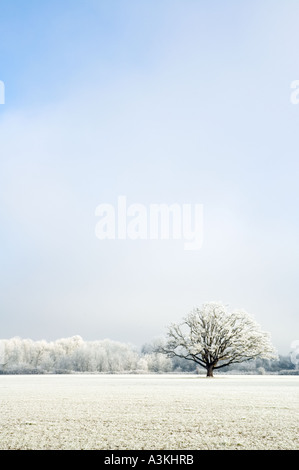 Ein einsame Frost bedeckt Eiche in einer frostigen Wiese mit frostigen Bäume im Hintergrund Stockfoto