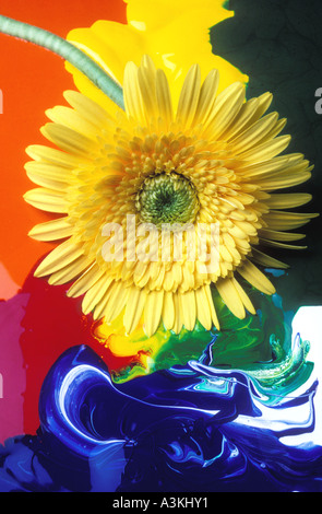 Große gelbe Gänseblümchen mit farbigen Lack Stockfoto