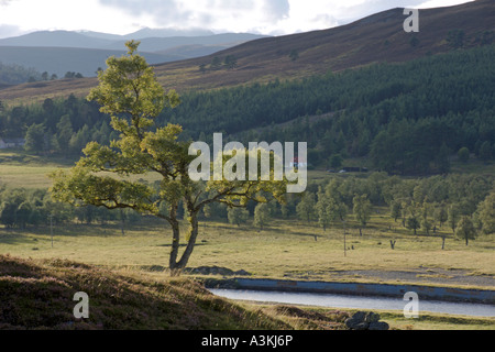 Morgen Nebel über Linn Dee Glen Quoich in der Nähe von Braemar Grampian Mountains-Aberdeenshire-Schottland Stockfoto