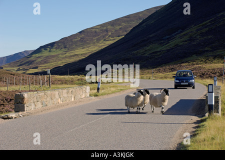 Schafe auf der Straße in Glen Clunie in der Nähe von Braemar Grampian Mountains Aberdeenshire Schottisches Hochland Stockfoto