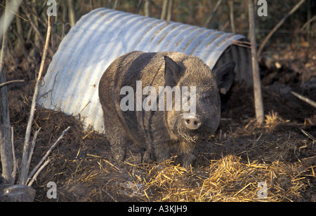 Wildschwein Sus Scrofa in Wildwood in Kent England Stockfoto