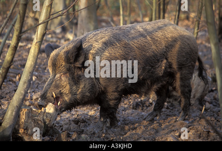 Wildschwein Sus Scrofa in Wildwood in Kent England Stockfoto