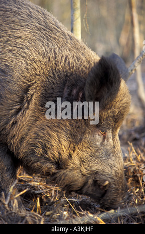 Wildschwein Sus Scrofa in Wildwood in Kent England Stockfoto