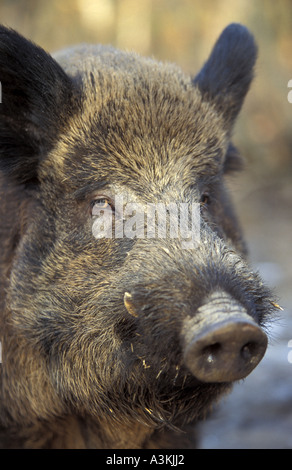 Wildschwein Sus Scrofa in Wildwood in Kent England Stockfoto