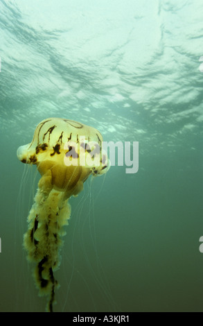 Kompass-Quallen Chrysaora Hysoscella aus South Devon Coast UK Stockfoto