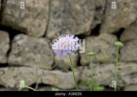 Cotswold s Landschaft Szene am Straßenrand trocken Steinmauer Wildblumen Cirencester Goucestershire UK Stockfoto